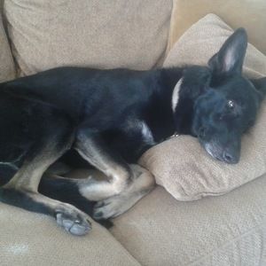 Meet your Posher, Layla